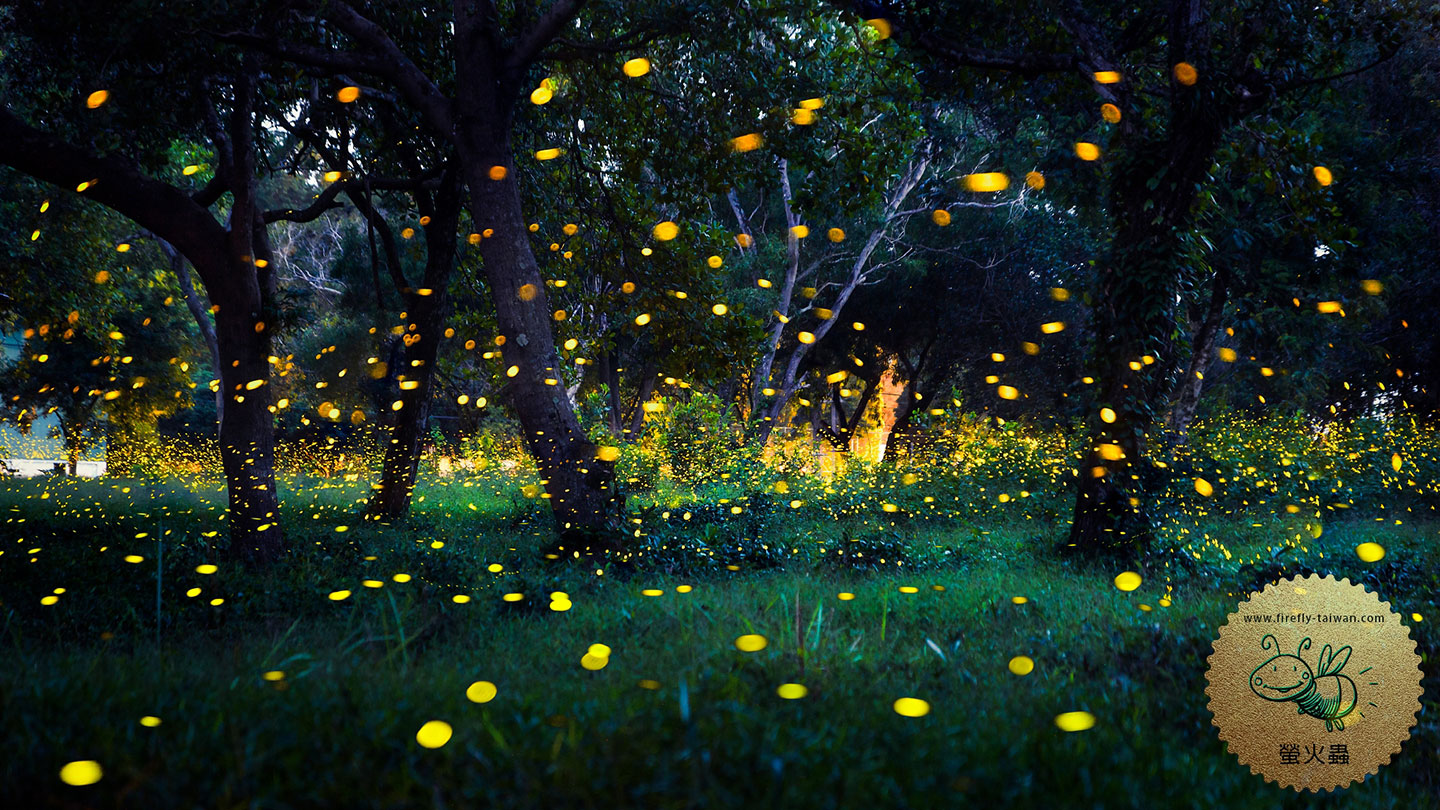 螢火蟲---螢火蟲月份---螢火蟲介紹---螢火蟲壽命---螢火蟲的一生---螢火蟲發光---螢火蟲幼蟲---螢火蟲住宿-0055.jpg